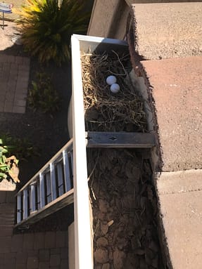 Gutter Cleaning in Gilbert, AZ
